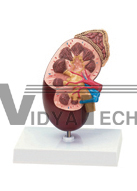 The dissection model of kidney